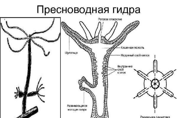 Кракен онион рабочая ссылка
